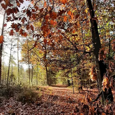 Knus In Het Bos Сasa de vacaciones